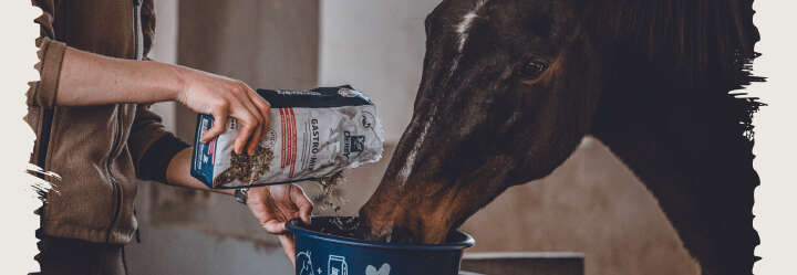 einstiegsbanner pferd ergaenzungsfutter proben derby